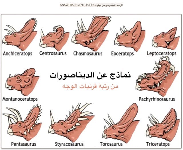 رسم لعدد من الديناصورات من رتبة قرنيات الوجه