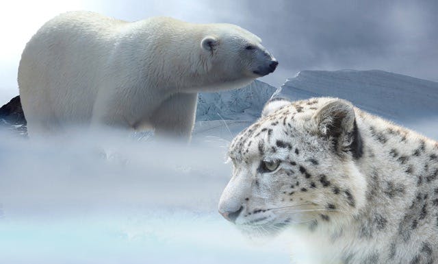 Cover Image for: creation/ice-age-again