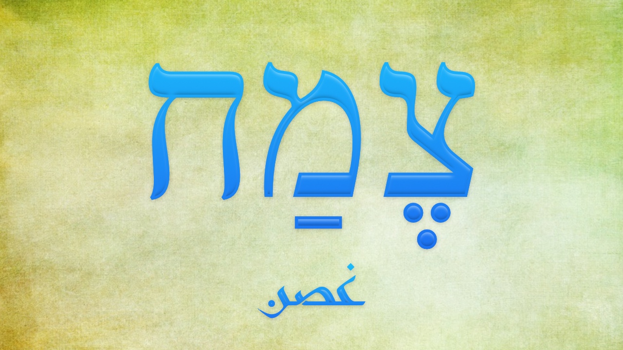 غصن- צֶמַח [تسيماخ]