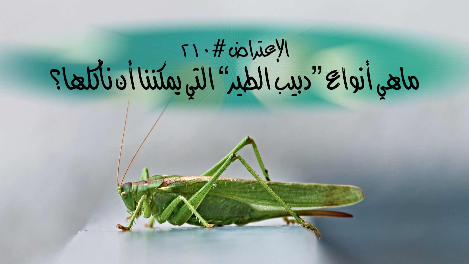 الاعتراض ٢١٠: ما هي أنواع “دبيب الطير” التي يمكننا أن نأكلها؟