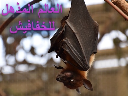 العالم المذهل للخفافيش
